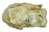 Fossil Running Rhino (Hyracodon) Jaw Section - South Dakota #281703-1